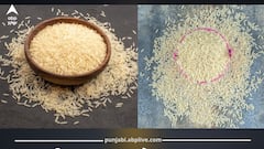 ਟਰੰਪ ਵੱਲੋਂ ਵੱਡਾ ਝਟਕਾ! ਭਾਰਤ 'ਚ ਬਾਸਮਤੀ ਦਾ ਡਿੱਗੇਗਾ ਭਾਅ