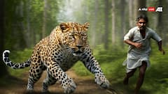 Maharashtra: क्या तेंदुए-बाघ के हमलों में मारे गए लोगों के परिजनों को नौकरी देगी महाराष्ट्र सरकार? जानें सच