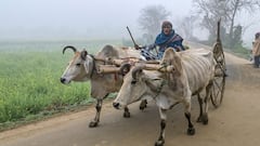 Weather Update : ভোর-রাতে হিমেল হাওয়া, কলকাতা-সহ দক্ষিণবঙ্গে জাঁকিয়ে শীত কবে ?