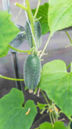 कैसे घर पर ही उगा सकते हैं खीरा?