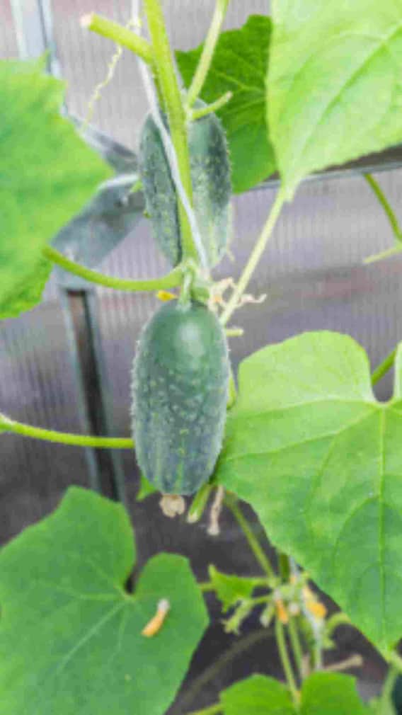 कैसे घर पर ही उगा सकते हैं खीरा?