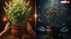 Tulsi: तुलसी में दिखने वाले कौन से संकेत शुभ और कौन से अशुभ, जानें