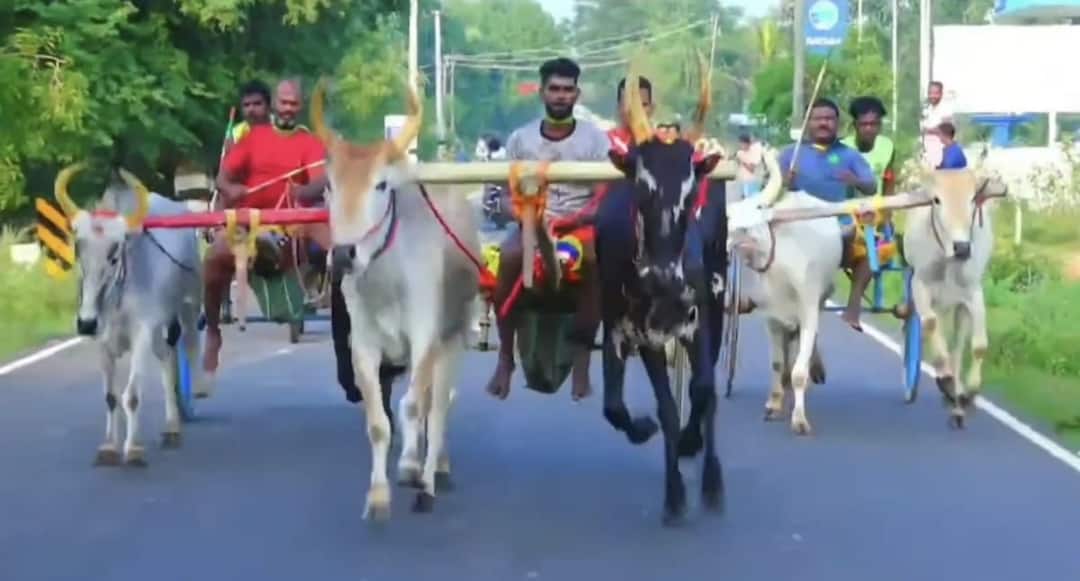 செம்பனூரில் கார்த்திகை தீப திருவிழா: மாட்டு வண்டி பந்தயத்தில் சீறிப் பாய்ந்த 55 ஜோடி மாடுகள்!