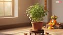Vastu tips: क्या इन भाग्यशाली पौधों से दूर हो सकता है गृह क्लेश? जानें क्या कहता है वस्तु शास्त्र