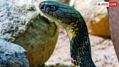 एक बार में हाथी को‌ मारने जितना जहर छोड़ता है यह सांप, नाम सुनकर चौंक जाएंगे आप