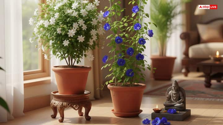 मोगरा घर में खुशबू के साथ शांति और प्यार बढ़ाता है. मान्यता है कि  इसे उत्तर-पूर्व दिशा में लगाने से घर में शांति बनी रहती है. वही अपराजिता के पौधे भी घर में सुख समृद्धि के लिए जरूरी होता है. इसका फूल शनि देव और शिव को चढ़ाए जाते हैं. इससे घर के झगड़े और परेशानियाँ कम होती हैं.