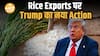 Indian Rice Industry को सबसे बड़ा झटका? Trump का नया Trade Move