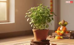 ਘਰ 'ਚ ਲਾਓ ਆਹ ਪੌਦੇ, ਦੂਰ ਹੋ ਜਾਵੇਗਾ ਘਰ ਦਾ ਕਲੇਸ਼? ਜਾਣੋ ਕੀ ਕਹਿੰਦਾ ਵਾਸਤੂ ਸ਼ਾਸਤਰ