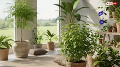 Vastu tips: क्या इन भाग्यशाली पौधों से दूर हो सकता है गृह क्लेश? जानें क्या कहता है वस्तु शास्त्र