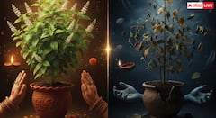 ਤੁਲਸੀ 'ਚ ਦਿਖ ਰਹੇ ਆਹ ਸੰਕੇਤ, ਤਾਂ ਸਮਝ ਜਾਓ ਹੋਣ ਵਾਲਾ ਕੁਝ ਬੁਰਾ
