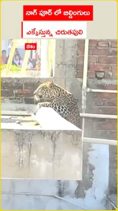 నాగ్ పూర్ లో బిల్డింగులు ఎక్కేస్తున్న చిరుతపులి