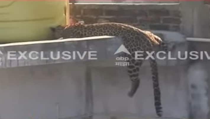 बघ्यांची मोठी गर्दी आणि सातत्याने केल्या जाणारा आवाज यामुळे बिबट्याला पकडण्यामध्ये अडचणी आल्या.