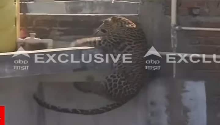 वनविभागाच्या कर्मचाऱ्यांनी बंदुकीतून बिबट्याच्या शरीरावर दोन डार्ट मारले.