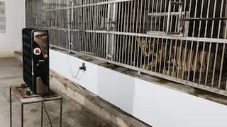 ठंड की मार! कंबल पर सो रहा अजगर, च्यवनप्राश खा रहा चिंपांजी, पटना जू में क्या-क्या व्यवस्था?