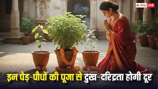 Hindu Religious Trees: गरीबी और दुख होंगे दूर, इन पवित्र पेड़-पौधों की पूजा का जानें शास्त्रीय रहस्य