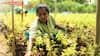 Cuddalore’s Green Army: Inside The All-Women Nursery Rebuilding Futures Along Cauvery