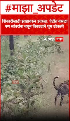 Leopard Vs Sambar : शिकारीसाठी झाडावरुन उतरला, ऐटीत बसला पण सांबरांना बघून बिबट्याने धूम ठोकली