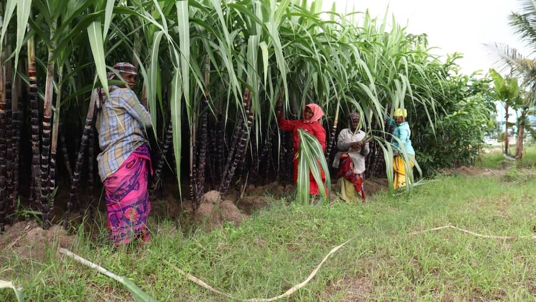 இந்த வருடமாவது இனிக்குமா? கரும்பு விலை குறித்து விவசாயிகள் எதிர்பார்ப்பு: தோகை உரிக்கும் பணிகள் மும்முரம்