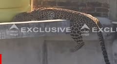 Nagpur Leopard: डार्ट लागून गुंगीचं औषध शरीरात भिनलं, तरीही बिबट्याची 15 फूट उंच उडी, अखेर गच्चीतून खाली पडला, नागपूरमध्ये बिबट्याला पकडण्याचा थरार