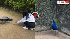 लड़की ने मोर को खिलाया खाना तो मयूरी अंदाज में थैंक्स बोला राष्ट्रीय पक्षी, वीडियो देख बन जाएगा दिन