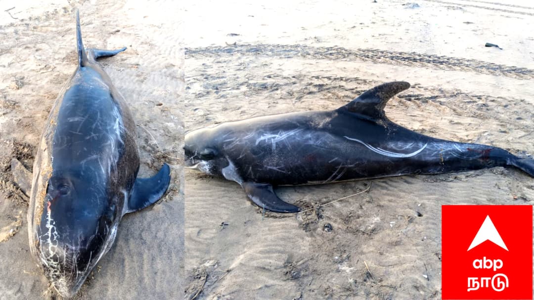 கடற்கரையில் ஒதுங்கிய ராட்சத உருவம்... அதிர்ச்சியடைந்த மீனவர்கள்.. கடலோர காவல் படையினர் விசாரணை..