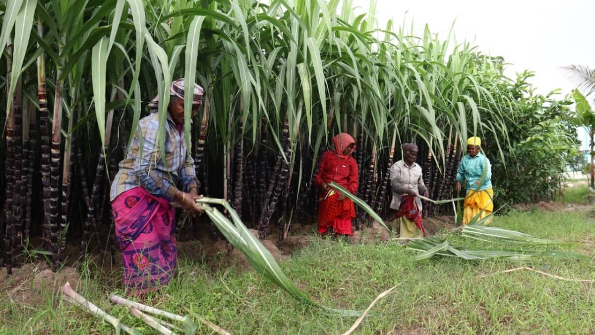 இந்த வருடமாவது இனிக்குமா? கரும்பு விலை குறித்து விவசாயிகள் எதிர்பார்ப்பு: தோகை உரிக்கும் பணிகள் மும்முரம்