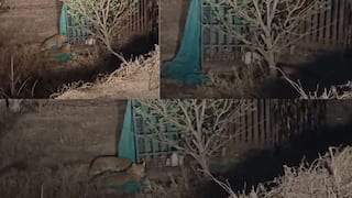 Pune Leopard: वनखात्याने बिबट्याला पकडायला सापळा लावला, पण चलाख बिबट्याने बाहेरुनच कोंबडीचं मुंडकं पकडलं