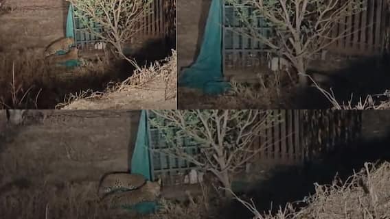 Pune Leopard: वनखात्याने बिबट्याला पकडायला सापळा लावला, पण चलाख बिबट्याने बाहेरुनच कोंबडीचं मुंडकं पकडलं