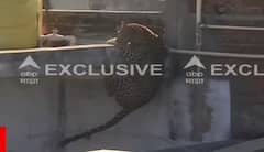 Nagpur Leopard: डार्ट लागून गुंगीचं औषध शरीरात भिनलं, तरीही बिबट्याची 15 फूट उंच उडी, अखेर गच्चीतून खाली पडला, नागपूरमध्ये बिबट्याला पकडण्याचा थरार