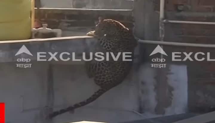 सकाळी साडेपाच ते सहा वाजताच्या दरम्यान बिबट्याने या परिसरातील चार जणांना जखमी केले होते. त्यानंतर पोलिसांनी बिबट लपून बसलेल्या घराच्या अवतीभवती कडक पहारा ठेवला होता.