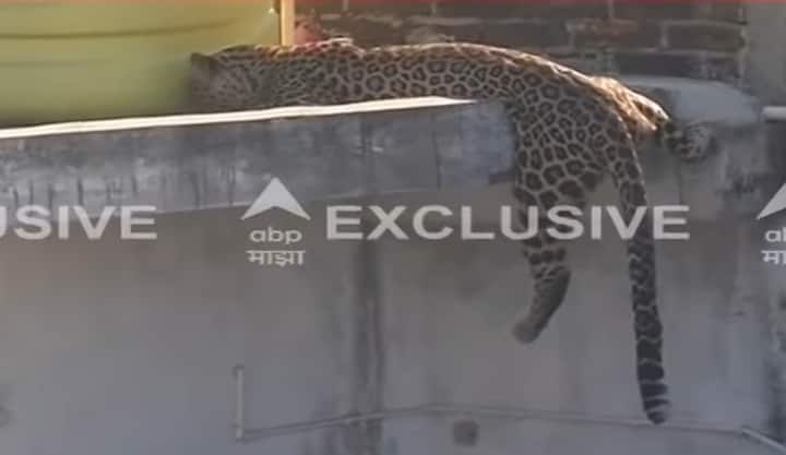 हा बिबट्या खाली पडल्यानंतर वनखात्याच्या अधिकाऱ्यांनी त्याला उचलले.