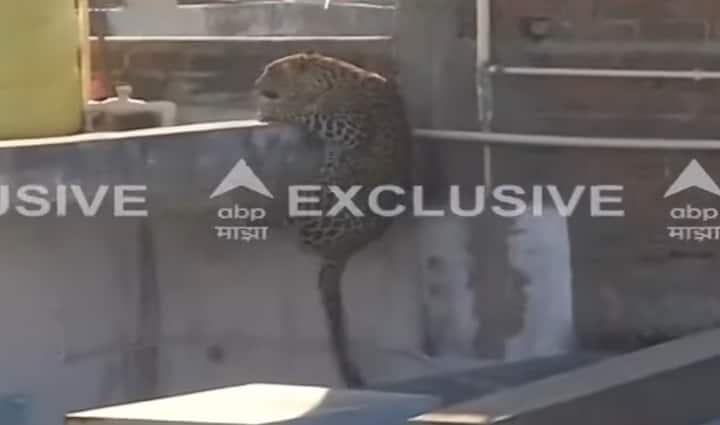 हे डार्ट लागल्यानंतर गुंगीचे औषध बिबट्याच्या शरीरात भिनायला लागले.