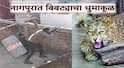 Nagpur Leoprad : नागपुरात बिबट्याचा धुमाकूळ; परडीत वनविभागाकडून रेस्क्यू ऑपरेशन सुरु, अनेकांवर हल्ला केल्याची माहिती