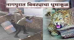 नागपुरात बिबट्याचा धुमाकूळ; परडीत वनविभागाकडून रेस्क्यू ऑपरेशन सुरु, अनेकांवर हल्ला केल्याची माहिती