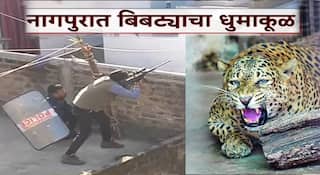 Nagpur Leoprad : नागपुरात बिबट्याचा धुमाकूळ; परडीत वनविभागाकडून रेस्क्यू ऑपरेशन सुरु, अनेकांवर हल्ला केल्याची माहिती