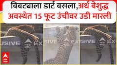 Nagpur Leopard Rescue Operation | बिबट्याला डार्ट बसला,अर्ध बेशुद्ध अवस्थेत 15 फूट उंचीवर उडी मारली