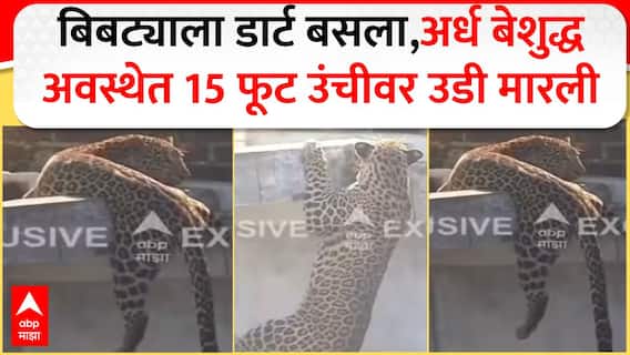 Nagpur Leopard Rescue Operation | बिबट्याला डार्ट बसला,अर्ध बेशुद्ध अवस्थेत 15 फूट उंचीवर उडी मारली