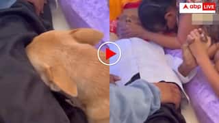 Video: मालिक की मौत का सदमा बर्दाश्त नहीं कर पाया कुत्ता, फूट फूटकर लगा रोने- भावुक कर देगा वीडियो