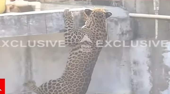 हा बिबट्या उंचीवरुन खाली पडल्यामुळे त्याला दुखापत झाल्याची शक्यता आहे.