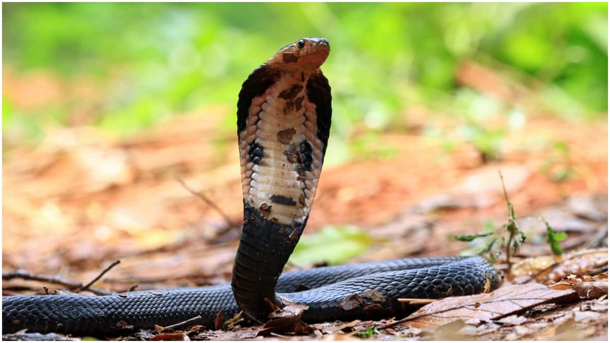 Most Dangerous Snake : ప్రపంచంలోనే అత్యంత ప్రమాదకరమైన పాము ఇదే.. ఒక్క కాటుతో 20 మందిని చంపగలదట