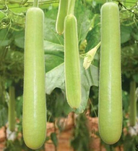 ਘੀਆ ਦੀ ਸਬਜ਼ੀ ਸਿਹਤ ਲਈ ਹਲਕੀ ਤੇ ਪੋਸ਼ਟਿਕ ਚੋਣ, ਜਾਣੋ ਫਾਇਦੇ