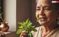 ਤੁਲਸੀ 'ਚ ਦਿਖ ਰਹੇ ਆਹ ਸੰਕੇਤ, ਤਾਂ ਸਮਝ ਜਾਓ ਹੋਣ ਵਾਲਾ ਕੁਝ ਬੁਰਾ