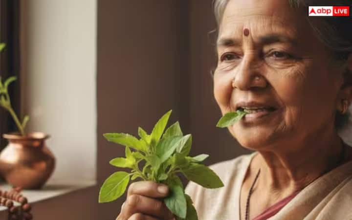 ਤੁਲਸੀ ਸਿਰਫ਼ ਇੱਕ ਹੋਰ ਆਮ ਪੌਦਾ ਨਹੀਂ ਹੈ। ਇਸਨੂੰ ਹਿੰਦੂ ਧਰਮ, ਜੋਤਿਸ਼ ਅਤੇ ਆਯੁਰਵੇਦ ਵਿੱਚ ਬਹੁਤ ਮਹੱਤਵਪੂਰਨ ਮੰਨਿਆ ਜਾਂਦਾ ਹੈ। ਤੁਲਸੀ ਪਵਿੱਤਰ, ਲਾਭਦਾਇਕ ਅਤੇ ਧਾਰਮਿਕ ਆਸਥਾ ਦਾ ਪ੍ਰਤੀਕ ਹੈ।