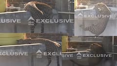 Nagpur Leopard: डार्ट लागून गुंगीचं औषध शरीरात भिनलं, तरीही बिबट्याची 15 फूट उंच उडी, अखेर गच्चीतून खाली पडला, नागपूरमध्ये बिबट्याला पकडण्याचा थरार