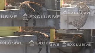 Nagpur Leopard: डार्ट लागून गुंगीचं औषध शरीरात भिनलं, तरीही बिबट्याची 15 फूट उंच उडी, अखेर गच्चीतून खाली पडला, नागपूरमध्ये बिबट्याला पकडण्याचा थरार