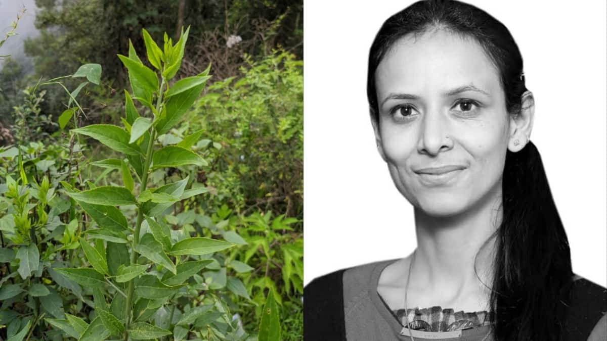 ‘We Documented 2,000 Himalayan Medicinal Plants’: Dr Radha On Tribal Wisdom & Breakthrough Research