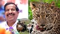 Leopard attack Ganesh Naik: बिबट्यांचे हल्ले रोखण्यासाठी सरकार जंगलात 1 कोटींच्या शेळ्या-बकऱ्या सोडणार, काही बिबटे आफ्रिकेला पाठवण्याचा प्रस्ताव: गणेश नाईक