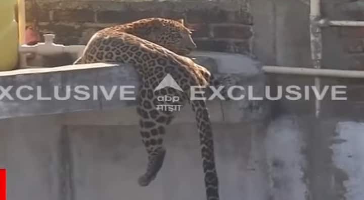 हा बिबट्या खाली पडू नये, यासाठी धडपड करत होता. मात्र, अखेर तो गच्चीतून खाली पडला.