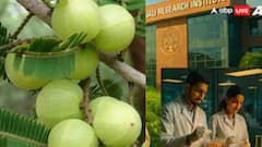 आवळ्याच्या बिया फेकून देताय? पतंजलीने शोधलाय आवळ्याच्या बियांमध्ये दडलेला आरोग्याचा खजिना 