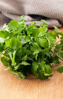 ঘরোয়া উপায় কীভাবে ধনেপাতা দীর্ঘ দিন সতেজ রাখবেন?